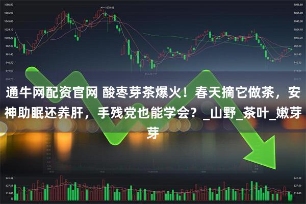 通牛网配资官网 酸枣芽茶爆火!春天摘它做茶,安神助眠还养肝,手残党也能学会?_山野_茶叶_嫩芽